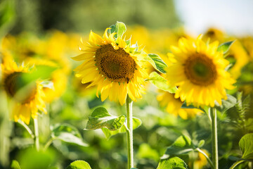 Fototapeta premium field with sunflowers