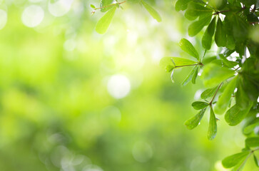 Obraz premium Close up view of green leaf on greenery blurred background and sunlight in garden using for natural green plant ,ecology and copy space for wallpaper and backdrop.
