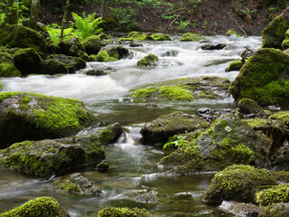 Obraz premium Stream in old forest