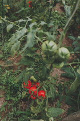 Tomatoes in the garden organic food agriculture