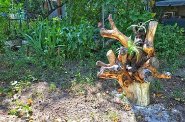 flower in the garden