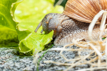 Macro close-up of a Burgundy snail eating a lettuce leaf with the antennae retracted leaf pulling it with the mouthparts