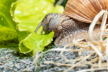 Macro close-up of a Burgundy snail eating a lettuce leaf with the antennae retracted leaf pulling it with the mouthparts leaf - jaw visible