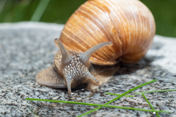 Macro close-up of a Roman snail with its antennae fully extended - looking to the right