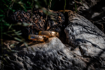 Wedding rings on the wood of the forest. Close up photo of the rings in outdoors.