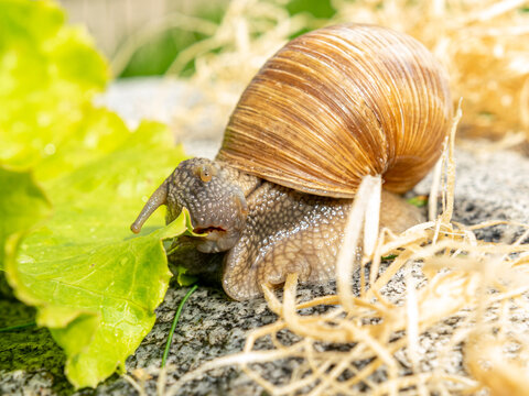 Macro close-up of a Burgundy snail pulling a lettuce leaf with her Radula into her mouth leaf into her mouth with the Radula and cutting it with its jaw.