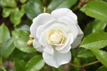 white rose on green background
