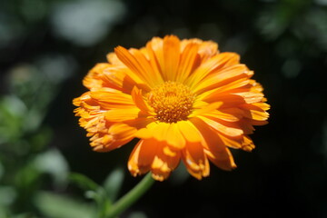 Orange flower close-up in a summer garden