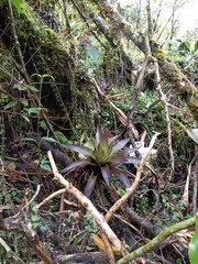 Flores escuatorianas