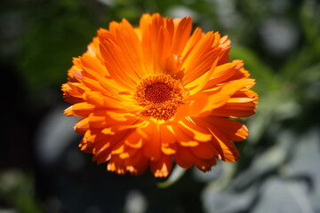 Orange flower close-up in a summer garden