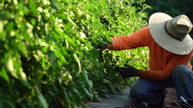 Slow Motion Closeup Of A Worker Picking Tomatoes In Early Morning Sunlight.