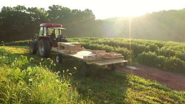 High aerial descent showing rows of tomato plants and a tractor as people pick tomatoes in the early morning sunlight.