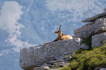Wild chamois on top of the mountain. Rupicapra pyrenaica ornata