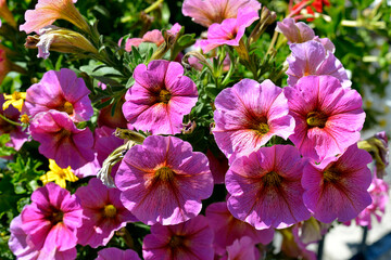 Background of blooming red petunia surfinia flowers