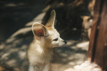 Fennec fox (Vulpes zerda).
