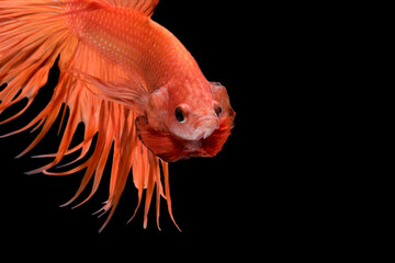 Fototapeta premium Abstract art movement of colourful Betta fish,Siamese fighting fish isolated on black background.Fine art design concept.