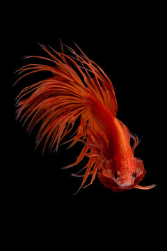 Close up art movement of Betta fish,Siamese fighting fish on black background.Fine art design concept.