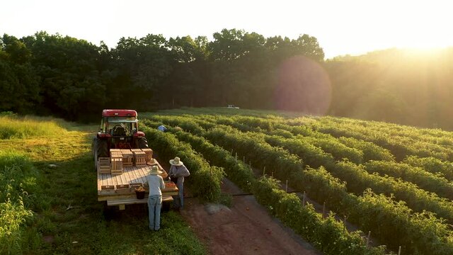Aerial camera turns slowly as men sort freshly picked tomatoes on flatbed behind tractor in a field of tomato plants at sunrise.