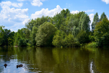 Fototapeta na wymiar calm river with ducks and trees