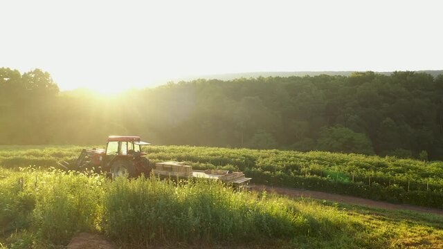 Aerial trucking view to right of tractor with flatbed trailer sitting in a field of tomato plants at sunrise.