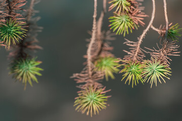 Abstract background with coniferous branches