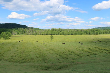landscape with cows