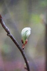 Spring branch with unblown.leaf on blurred background