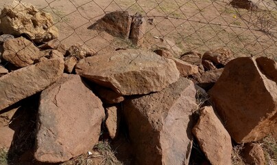 firewood in the forest