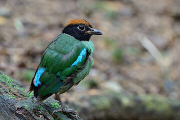 Charmful green bird with black face and brown head bird standing on wet mossy timber