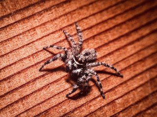 house jumper spider on the wall