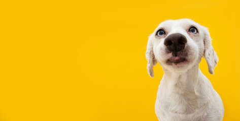 Funny surprised dog puppy  isolated on yellow background.