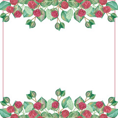 Watercolor hand painted nature garden border banner frame with green eucalyptus leaves, red raspberry on branches and line on the white background for invite and greeting card with the space for text