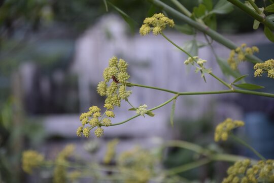 Selective focus shot of bupleurum morris plants with a blurred background