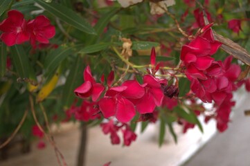 Pink flowers of Nerium - oleander on the fence of a house in Greece 