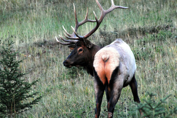 Canada- Close Up of a Beautiful Startled Elk Stag