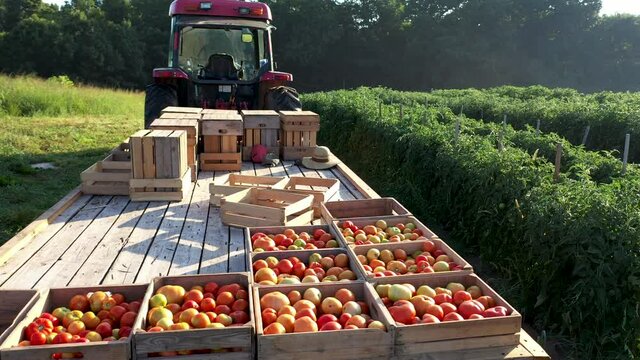 Low aerial closeup view of tractor with flatbed trailer with fresh picked tomatoes in a field at sunrise.