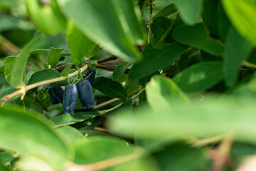 honeysuckle berries on a concrete background.