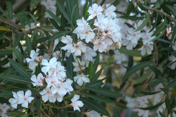 White flowers of Nerium - oleander on the fence of a house in Greece