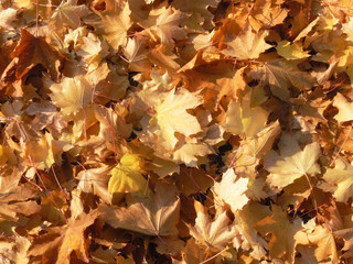 Autumn oak leaves - pattern
