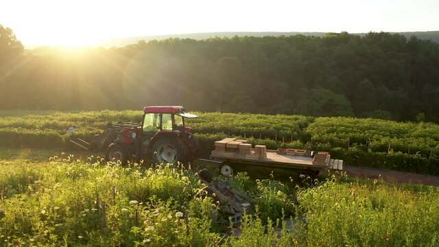Aerial turning view towards tractor with flatbed trailer sitting in a field of tomato plants at sunrise.