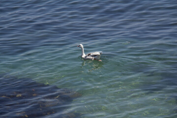 close up of bird swimming on the ocean