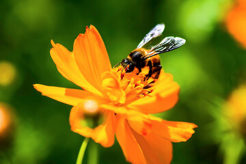 bee on orange cosmos flower