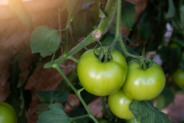 green tomatoes on a vine