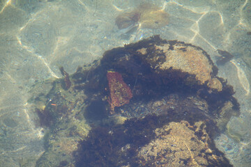 tide pool view through the ocean