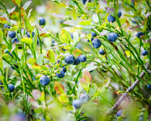 fresh blueberries in the forest macrophotography