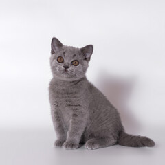 British shorthair pedigree cats on the studio background