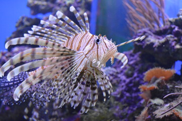 Fish in aquarium