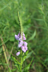 Obedient plant wildflower at Wayside Woods in Morton Grove, Illinois