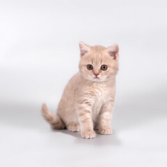 Fototapeta na wymiar British shorthair pedigree cats on the studio background