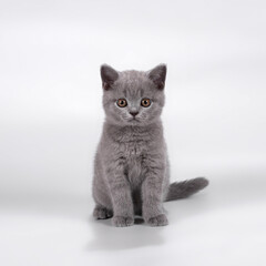 Fototapeta na wymiar British shorthair pedigree cats on the studio background